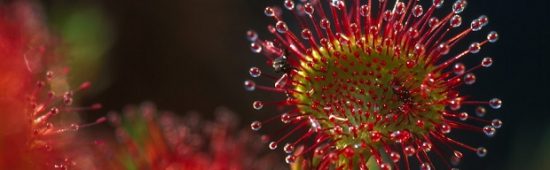 Tourbière des Vosges. Drosera rotundifolia. Plante carnivore des milieux acides.